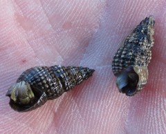 Batillaria attramentaria