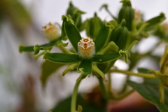 Gonolobus stenosepalus