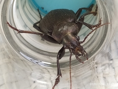 Calosoma alternans