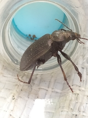Calosoma alternans