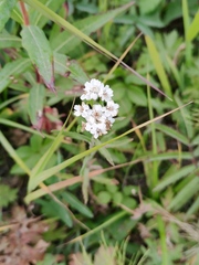 Achillea ptarmica macrocephala