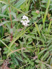 Achillea ptarmica macrocephala