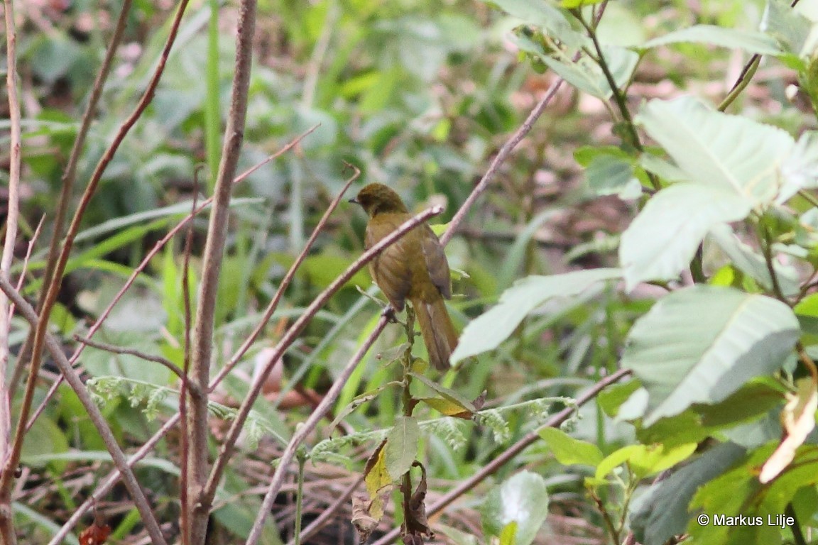 Cameroon Mountain Greenbul illustration
