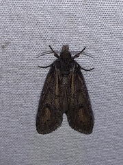 Phosphila turbulenta