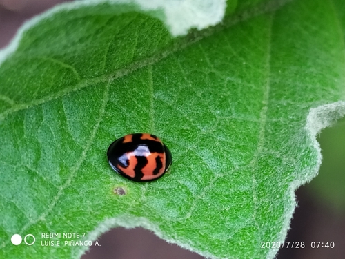 Six-spotted Zigzag Ladybird