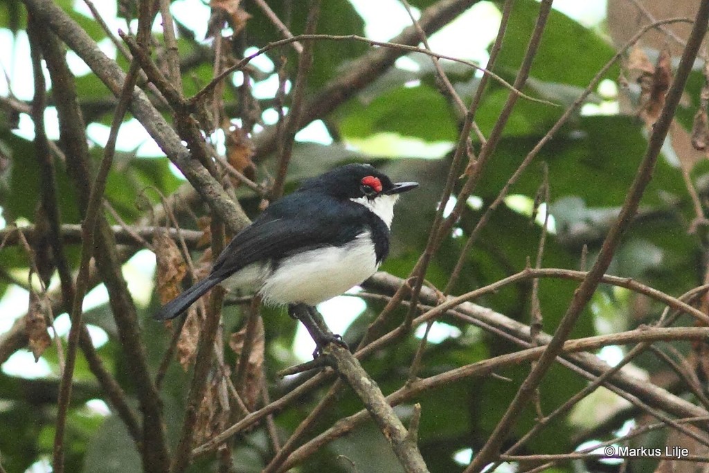 Banded Wattle-eye photo