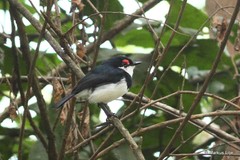 Platysteira laticincta