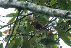 Semnornis frantzii