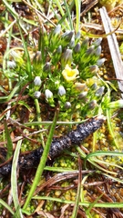 Gentiana douglasiana
