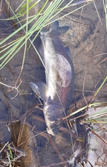 Catostomus catostomus