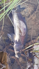 Catostomus catostomus