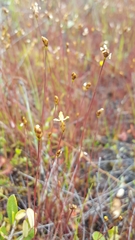 Xyris montana