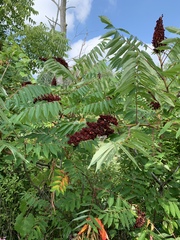 Rhus × borealis