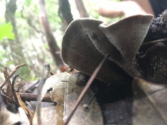 Phellodon tomentosus