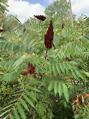 Rhus × borealis