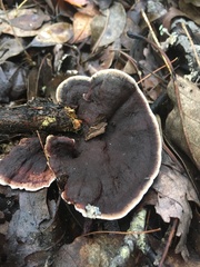 Phellodon tomentosus