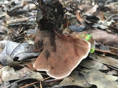 Phellodon tomentosus