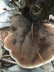 Phellodon tomentosus