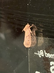 Acrolophus plumifrontella