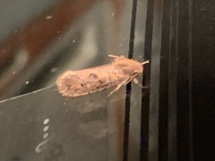 Acrolophus plumifrontella