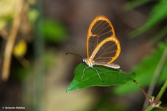 Pteronymia rufocincta