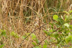 Prinia erythroptera