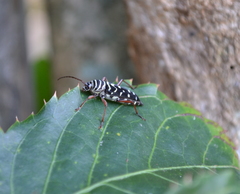 Placosternus crinicornis