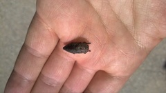 Capnodis tenebricosa