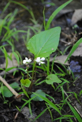 Viola primulifolia