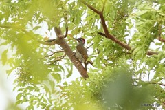 Campethera punctuligera