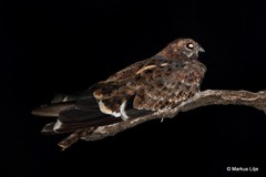 Caprimulgus vexillarius