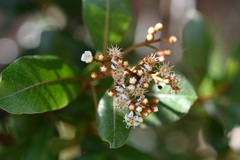Photinia matudae