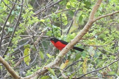 Laniarius erythrogaster