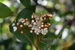 Photinia matudae