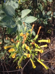 Nicotiana glauca