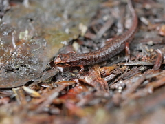 Desmognathus wrighti