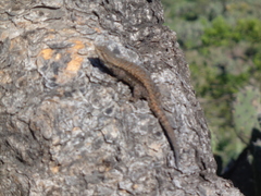 Sceloporus anahuacus