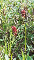 Sanguisorba officinalis
