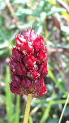 Sanguisorba officinalis