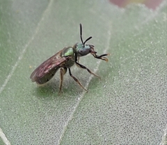 Augochlora aurifera