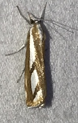 Catoptria latiradiellus