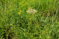 Arnoglossum plantagineum