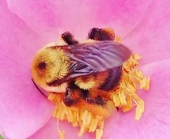 Bombus griseocollis