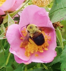 Bombus griseocollis