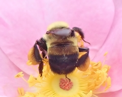 Bombus griseocollis