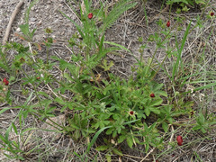 Potentilla thurberi