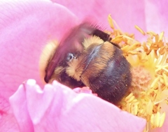Bombus griseocollis