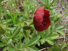Potentilla thurberi
