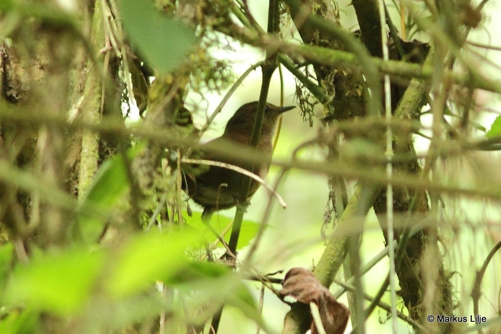 Evergreen-forest Warbler photo