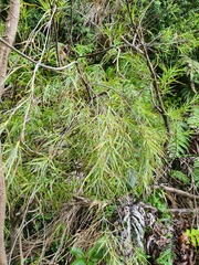 Dracophyllum trimorphum